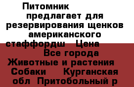 Питомник KURAT GRAD предлагает для резервирования щенков американского стаффордш › Цена ­ 25 000 - Все города Животные и растения » Собаки   . Курганская обл.,Притобольный р-н